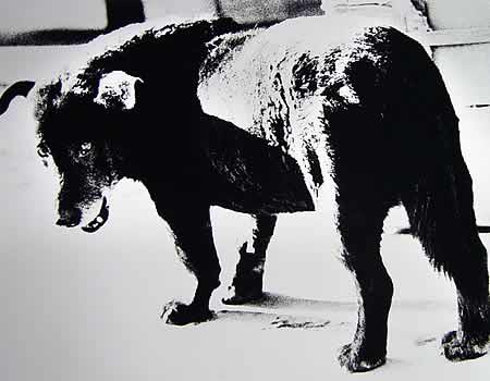 moriyama-daido-streunender-hund